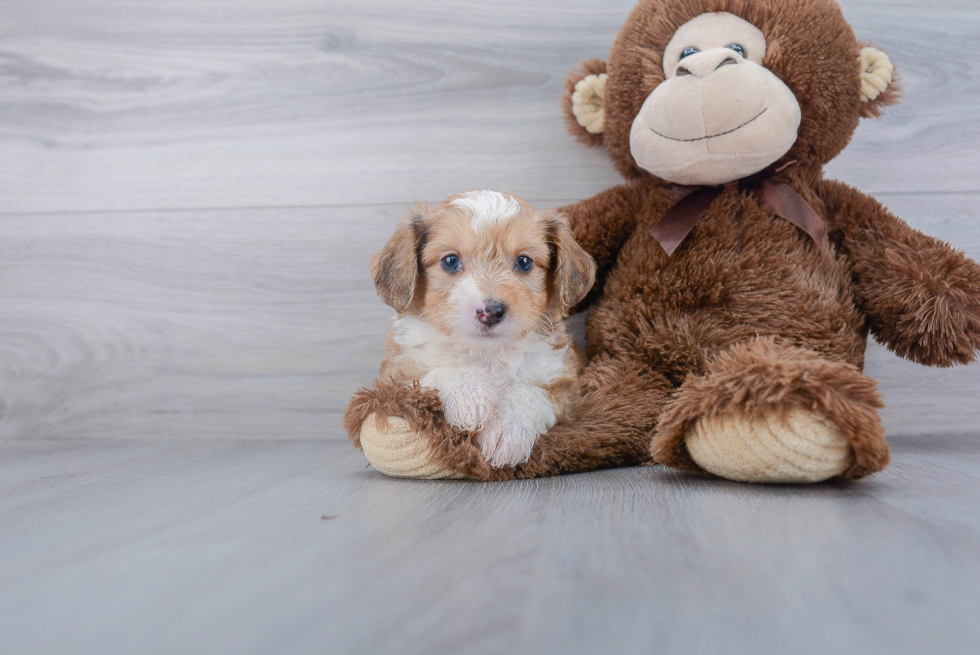 Aussiechon Puppy for Adoption