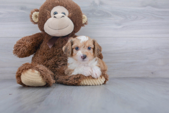 Aussiechon Puppy for Adoption