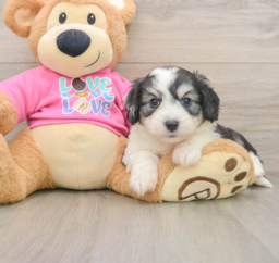 5 week old Aussiechon Puppy For Sale - Premier Pups