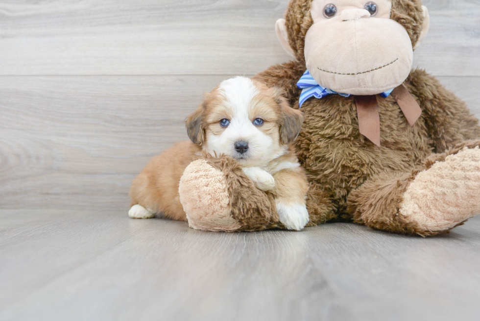 Aussiechon Puppy for Adoption