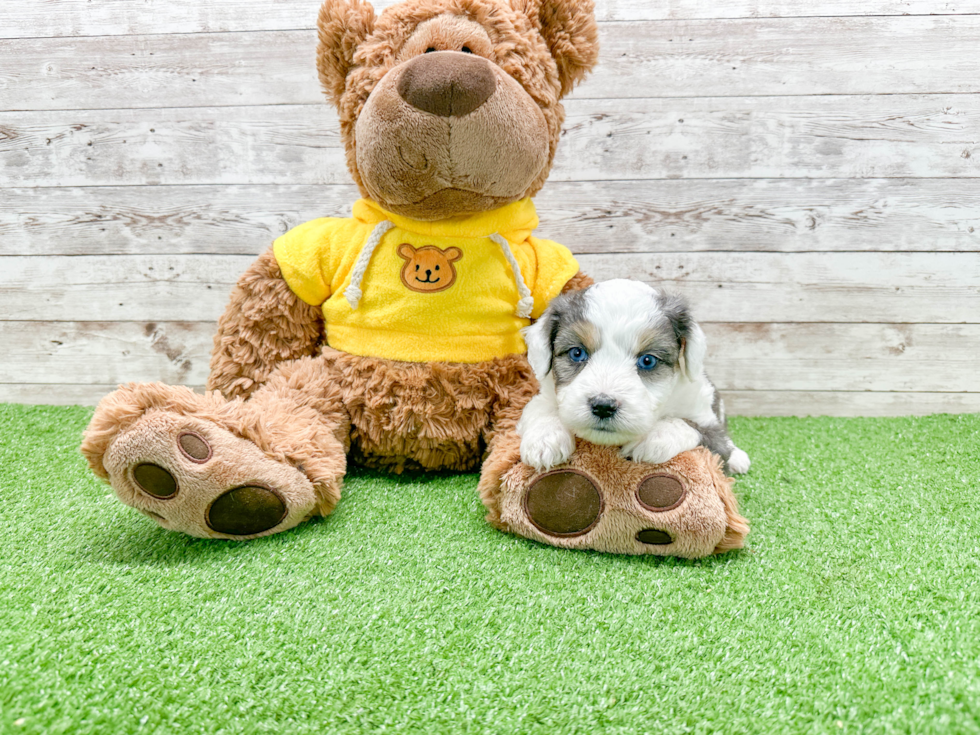 Fluffy Aussiechon Designer Pup