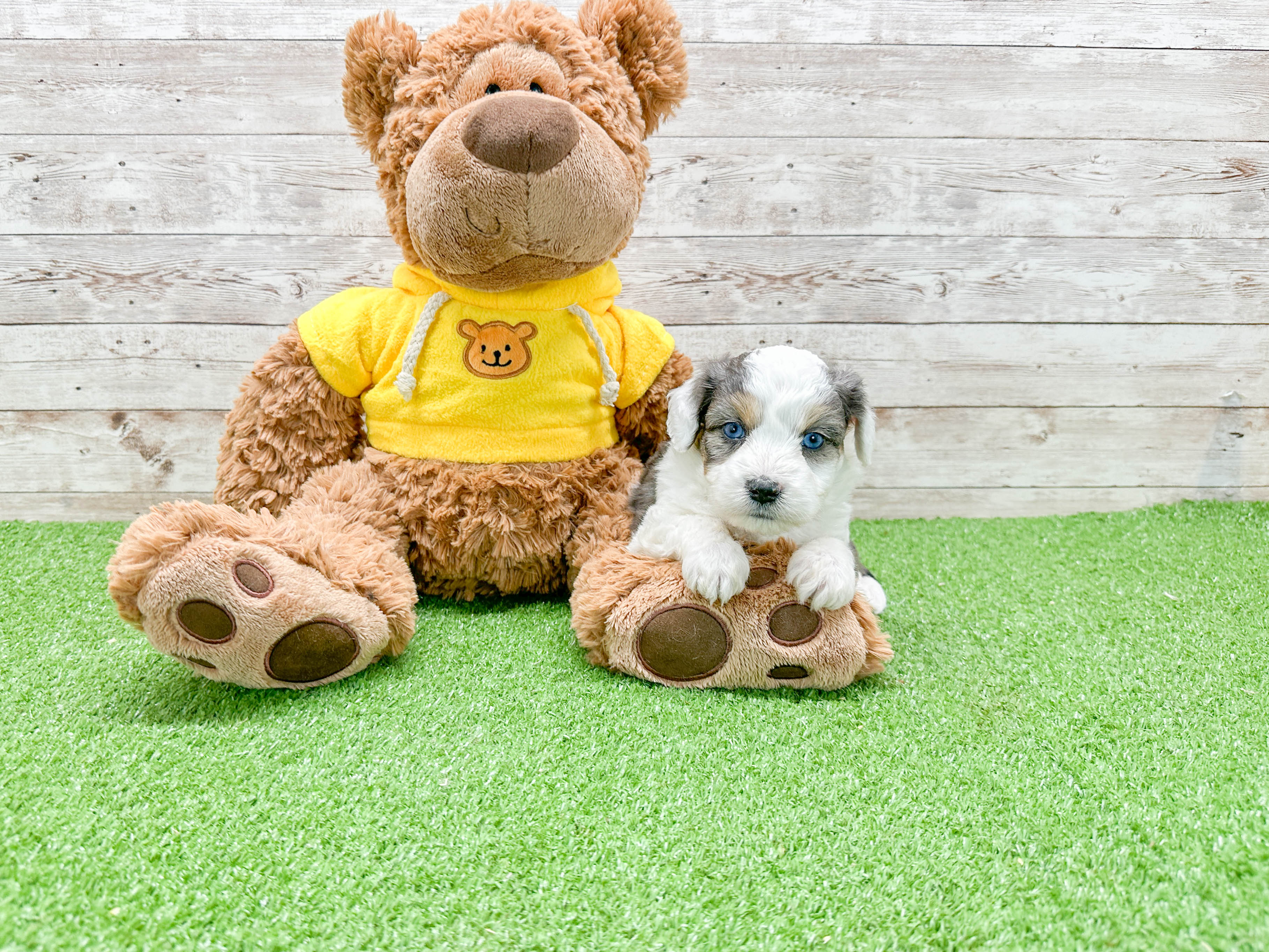 Adorable Australian Designer Puppy