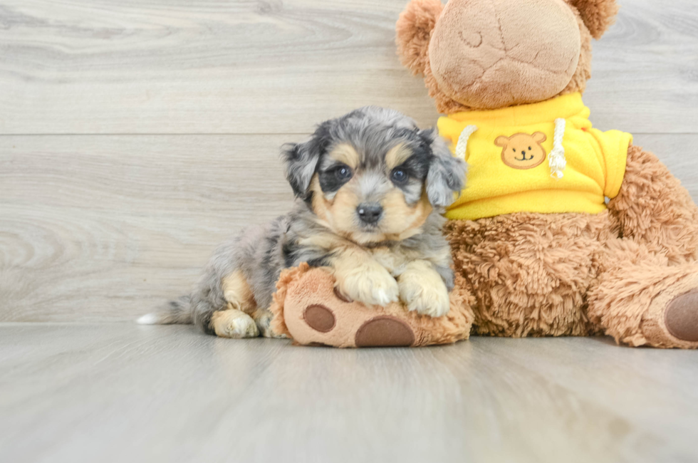 5 week old Aussiechon Puppy For Sale - Premier Pups