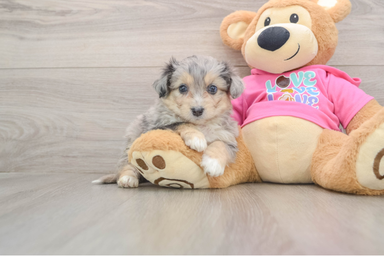 Best Aussiechon Baby