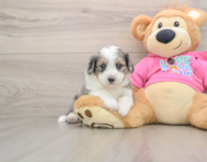 5 week old Aussiechon Puppy For Sale - Premier Pups