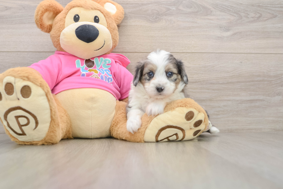 Best Aussiechon Baby