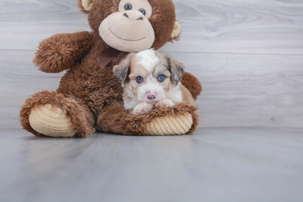 Aussiechon Puppy for Adoption