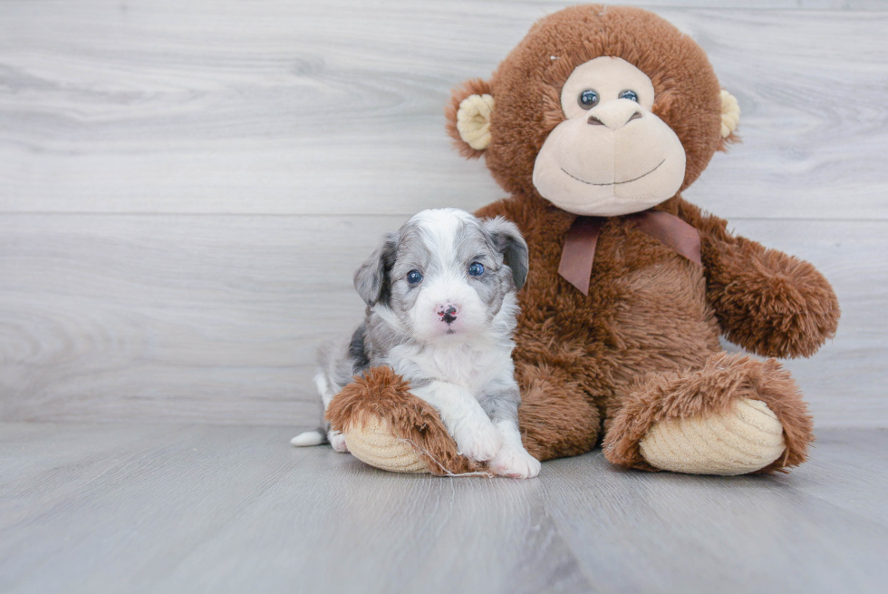 Aussiechon Puppy for Adoption