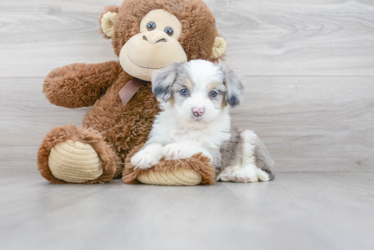 Aussiechon Pup Being Cute