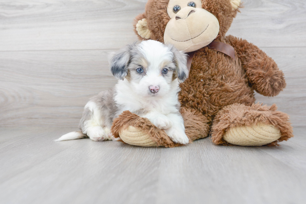 Aussiechon Puppy for Adoption