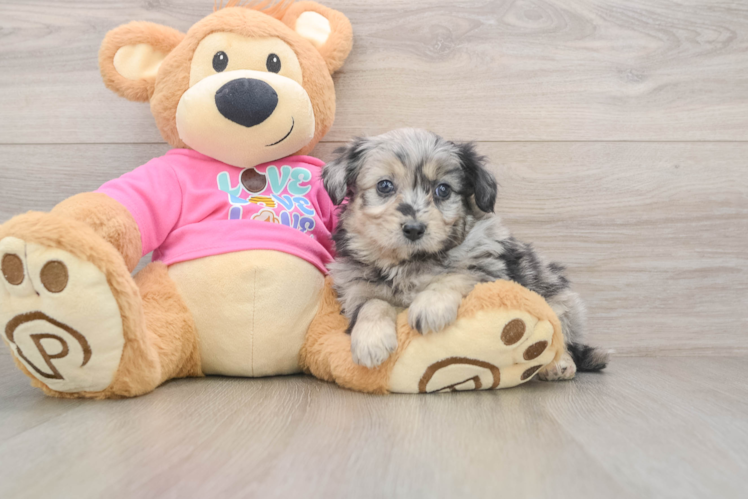 Aussiechon Pup Being Cute