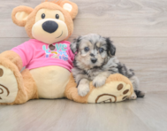 5 week old Aussiechon Puppy For Sale - Premier Pups