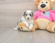 6 week old Aussiechon Puppy For Sale - Premier Pups