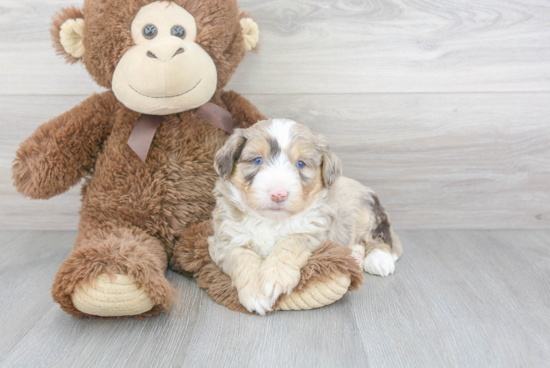 Aussiechon Pup Being Cute