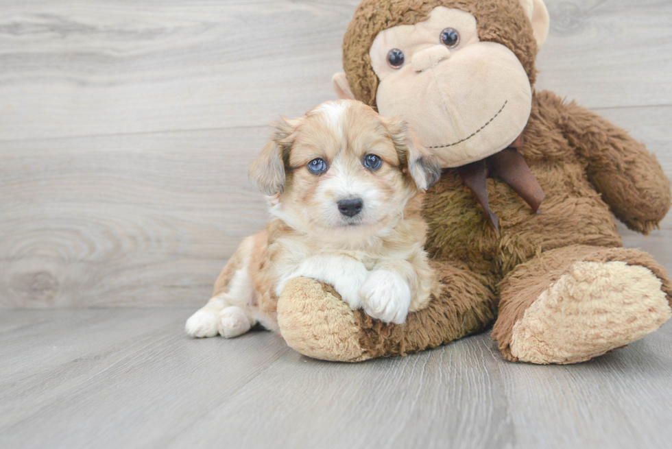 Aussiechon Puppy for Adoption