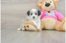 Petite Aussiechon Designer Pup