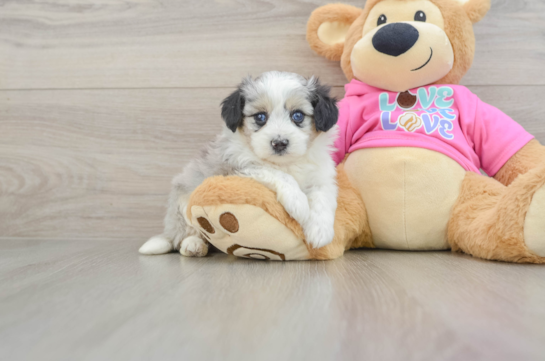 Petite Aussiechon Designer Pup