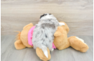 Aussiechon Pup Being Cute