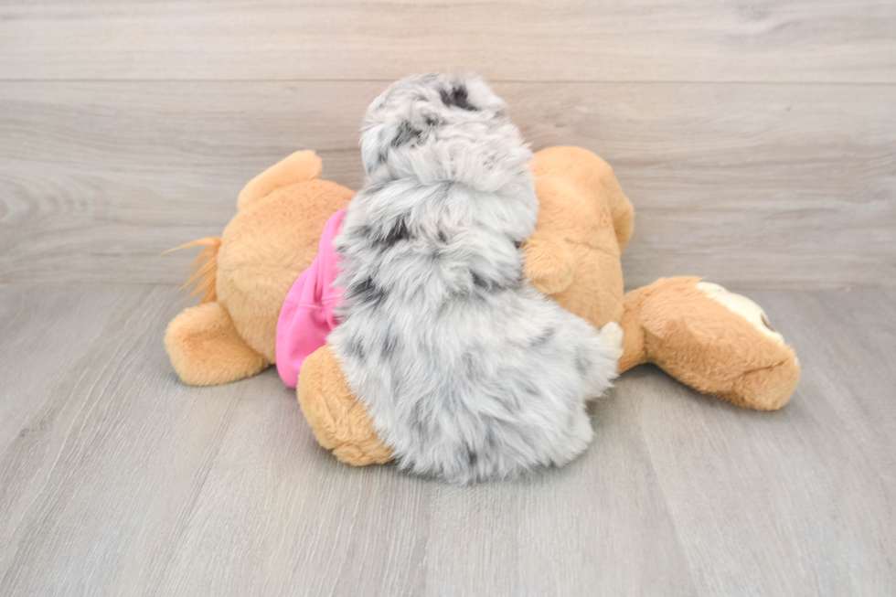 Aussiechon Pup Being Cute