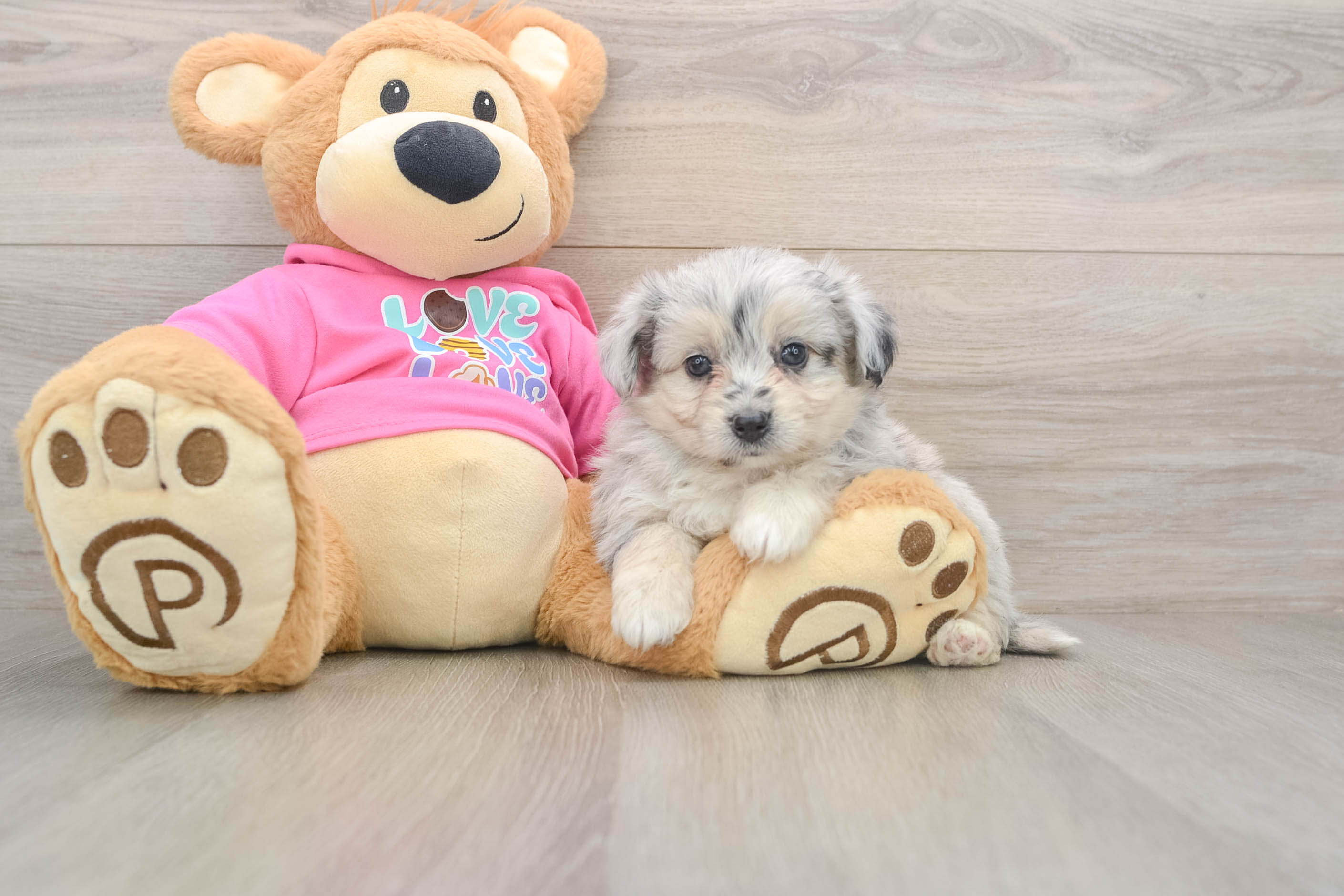 Little Aussie Bichon Designer Puppy
