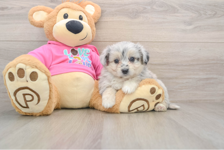 Little Aussie Bichon Designer Puppy