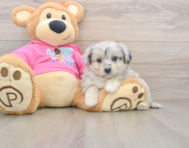 5 week old Aussiechon Puppy For Sale - Premier Pups