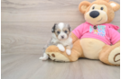 Petite Aussiechon Designer Pup