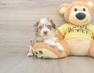 9 week old Aussiechon Puppy For Sale - Premier Pups
