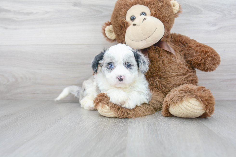 Hypoallergenic Australian Designer Puppy