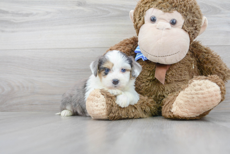 Adorable Australian Designer Puppy