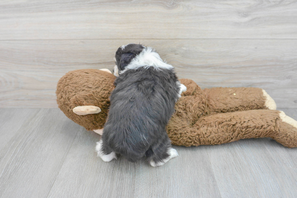 Aussiechon Puppy for Adoption