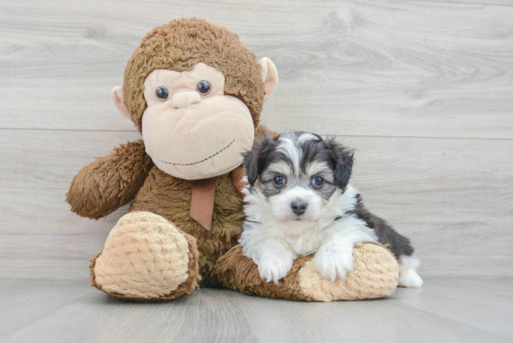 Playful Australian Designer Puppy