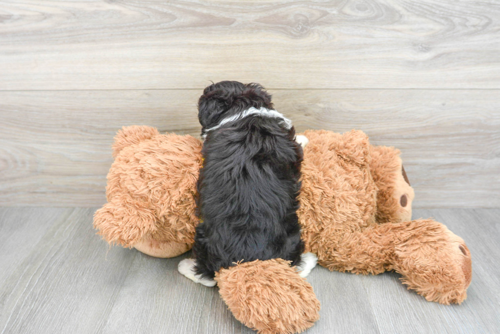 Aussiechon Puppy for Adoption