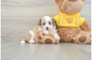 Adorable Aussie Bichon Designer Puppy