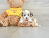 8 week old Aussiechon Puppy For Sale - Premier Pups