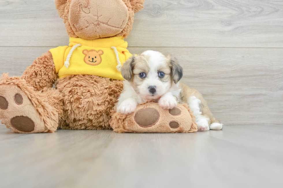 6 week old Aussiechon Puppy For Sale - Premier Pups