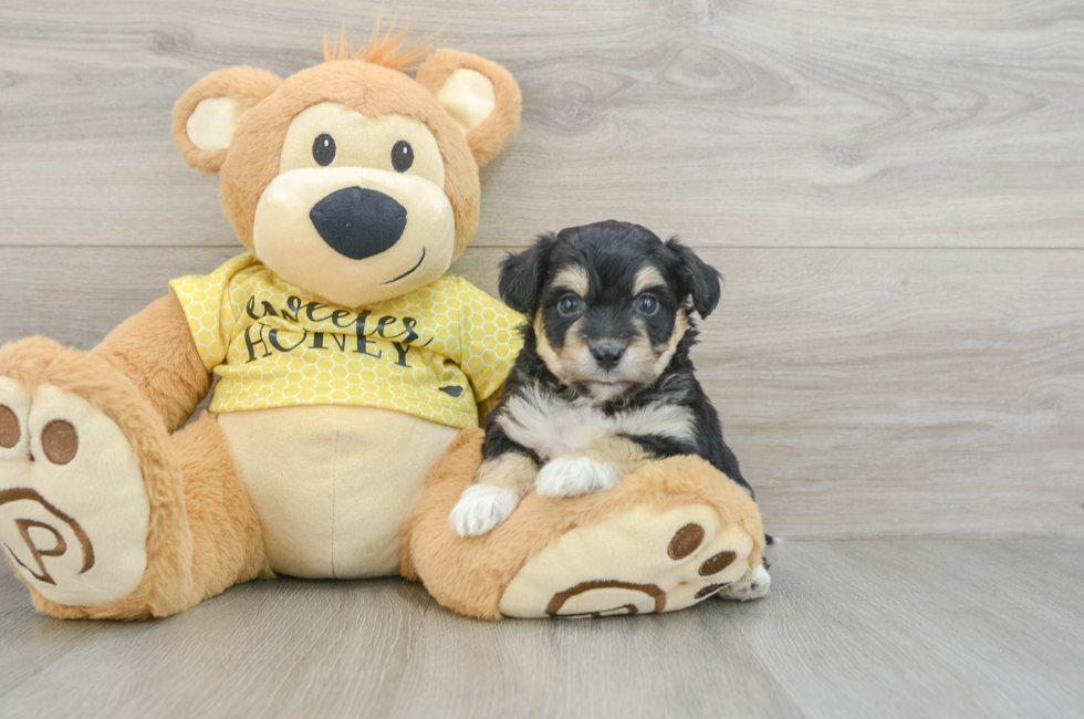 5 week old Aussiechon Puppy For Sale - Premier Pups