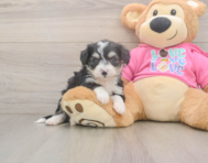 7 week old Aussiechon Puppy For Sale - Premier Pups