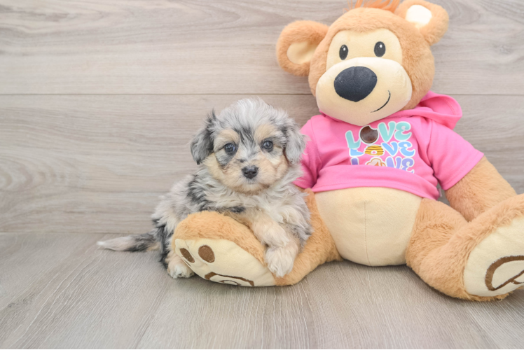 Hypoallergenic Aussie Bichon Designer Puppy