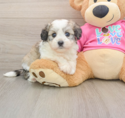 6 week old Aussiechon Puppy For Sale - Premier Pups