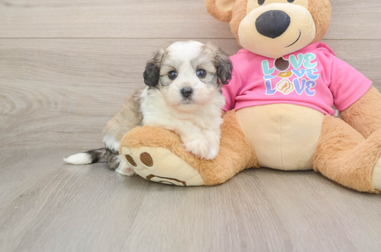 Funny Aussiechon Designer Pup