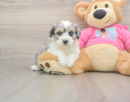 5 week old Aussiechon Puppy For Sale - Premier Pups