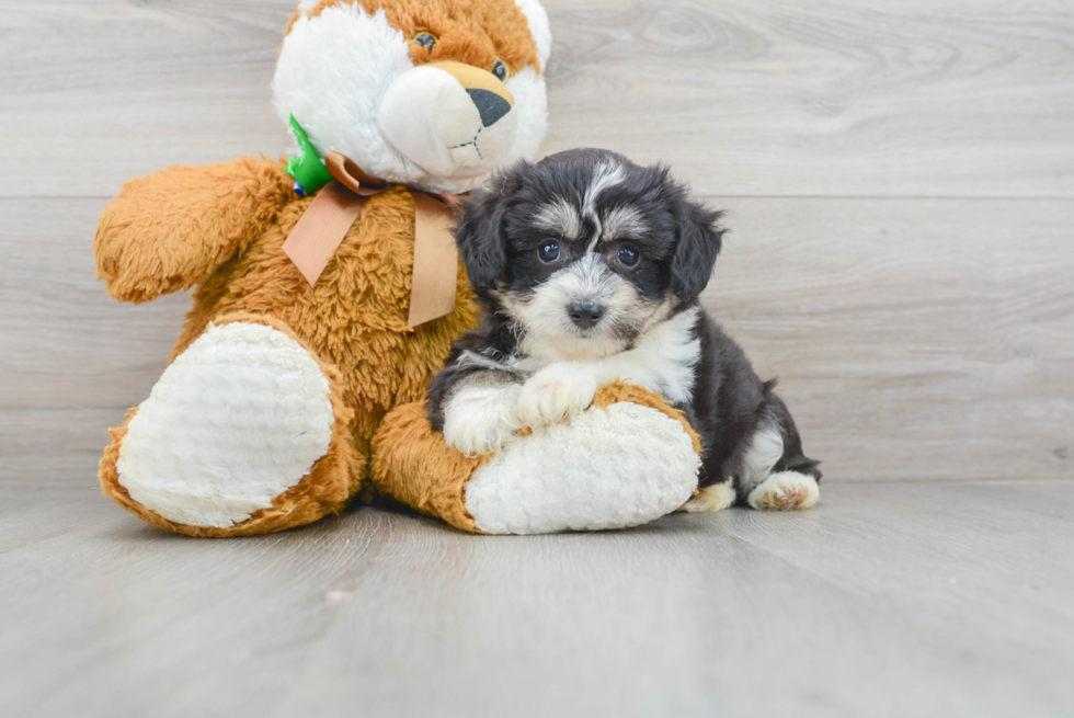 Aussiechon Puppy for Adoption