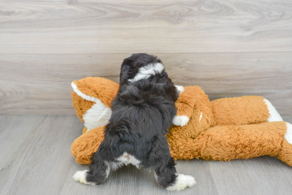 Playful Australian Designer Puppy