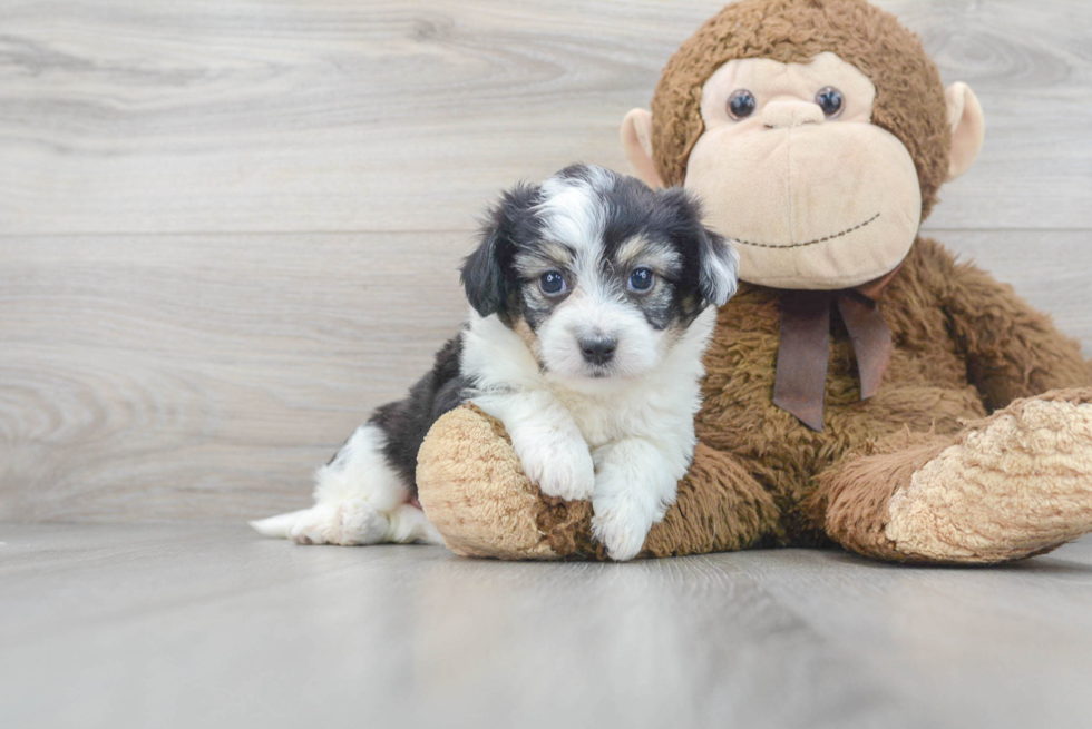 Little Australian Designer Puppy