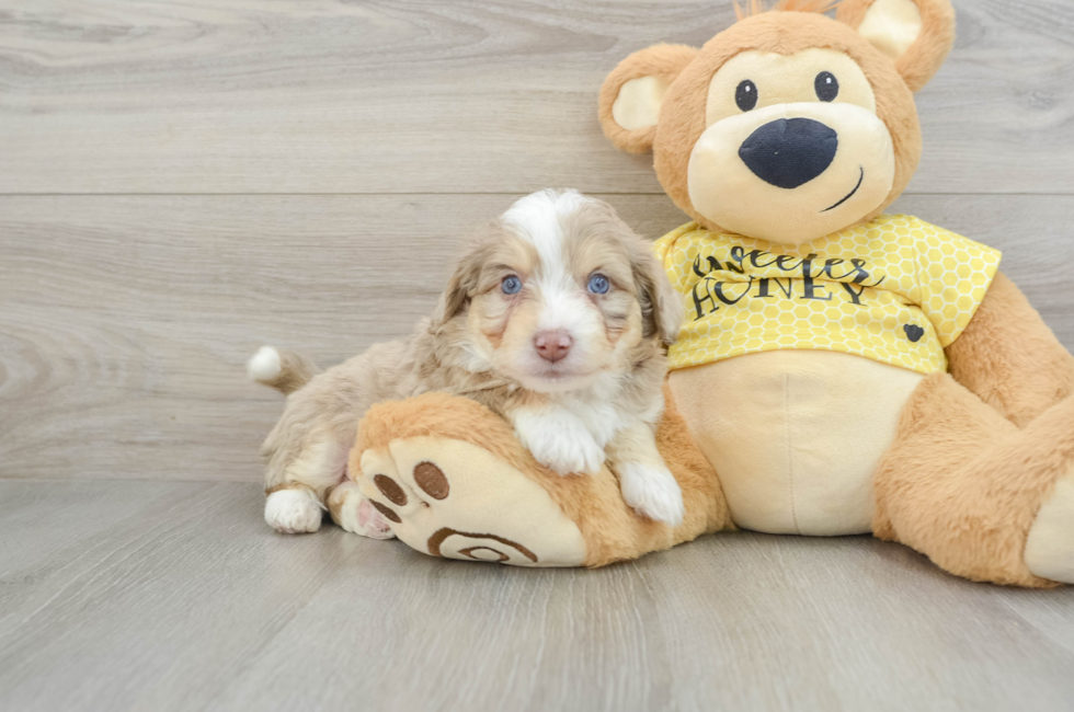 5 week old Aussiechon Puppy For Sale - Premier Pups