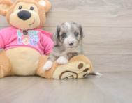 5 week old Aussiechon Puppy For Sale - Premier Pups