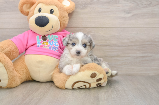 Aussiechon Puppy for Adoption