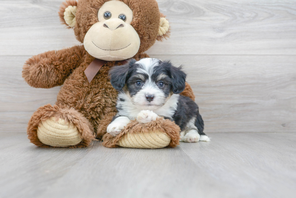 Aussiechon Pup Being Cute