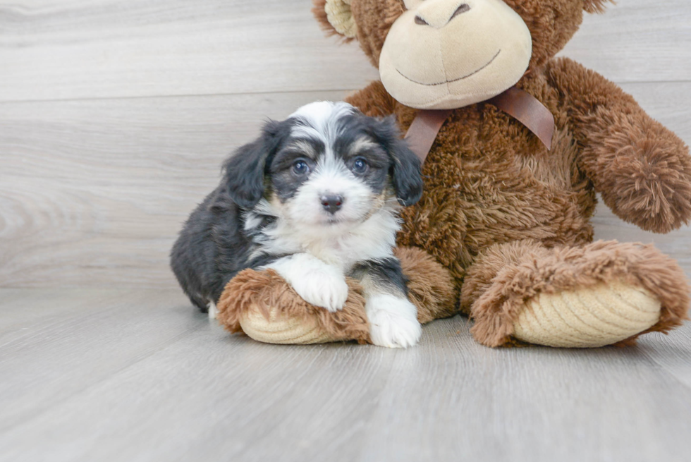 Fluffy Aussiechon Designer Pup